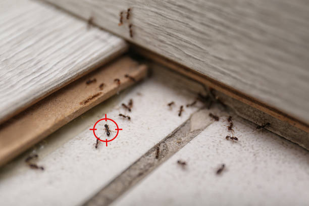 Best Pest Prevention Services  in Roscoe, IL